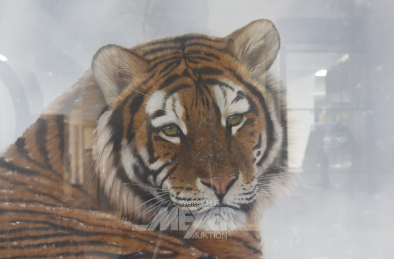 Druck ''Tiger'', ca. 50 x 74 cm,