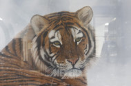 Druck ''Tiger'', ca. 50 x 74 cm,