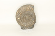 fossile Schnecke, Ammonit