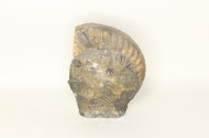 fossile Schnecke, Ammonit